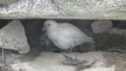 snowy sheathbill that stands near the nest among the rocks of the Antarctic island