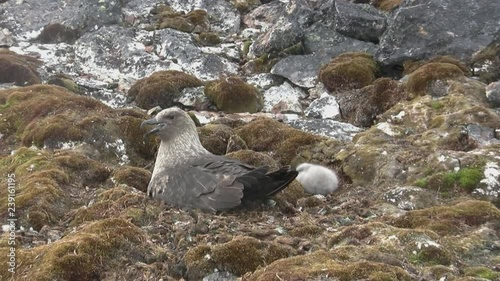 female southern polar skua sitting in a nest next to which a downy chick sits