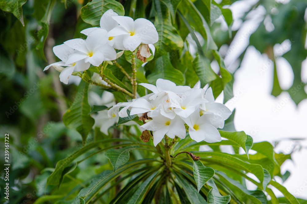 Fototapeta premium little white flower