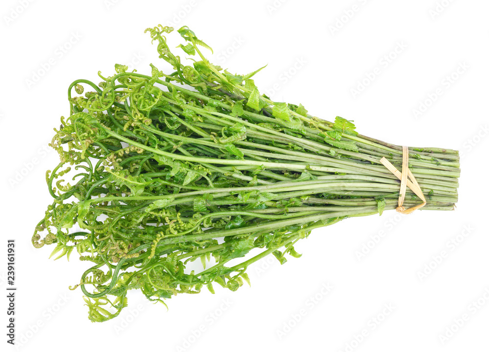 Fresh Diplazium esculentum or edible vegetable fern on white background found in Asia and Oceania Fresh Diplazium esculentum or edible vegetable fern on white background found in Asia and Oceania