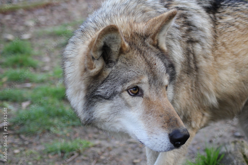 Wolf Wolf