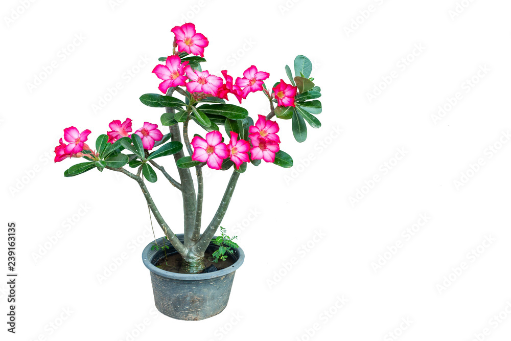 Azalea flowers