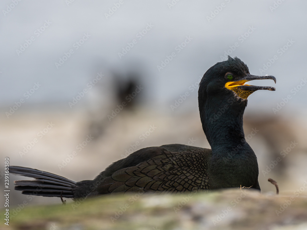 Obraz premium Shag ( Phalacrocorax aristotelis ) on a nest