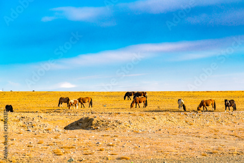 Fototapeta Naklejka Na Ścianę i Meble -  Mongolian horses grazing at the pasture in the large steppe