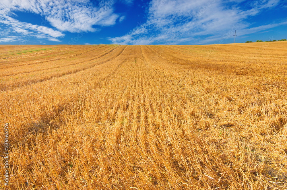 Big yellow field after harvesting. Mowed wheat fields under beautiful blue sky and clouds at summer sunny day. Converging lines on a stubble wheat field Big yellow field after harvesting. Mowed wheat fields under beautiful blue sky and clouds at summer sunny day. Converging lines on a stubble wheat field