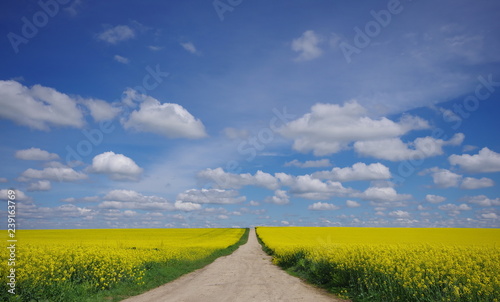 A vast field of blooming canola under a bright blue sky and beautiful white clouds. Dirt road crossing a field of rape
