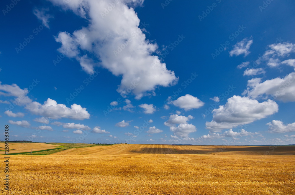 Big yellow field after harvesting. Mowed wheat fields under beautiful blue sky and clouds at summer sunny day. Big yellow field after harvesting. Mowed wheat fields under beautiful blue sky and clouds at summer sunny day.
