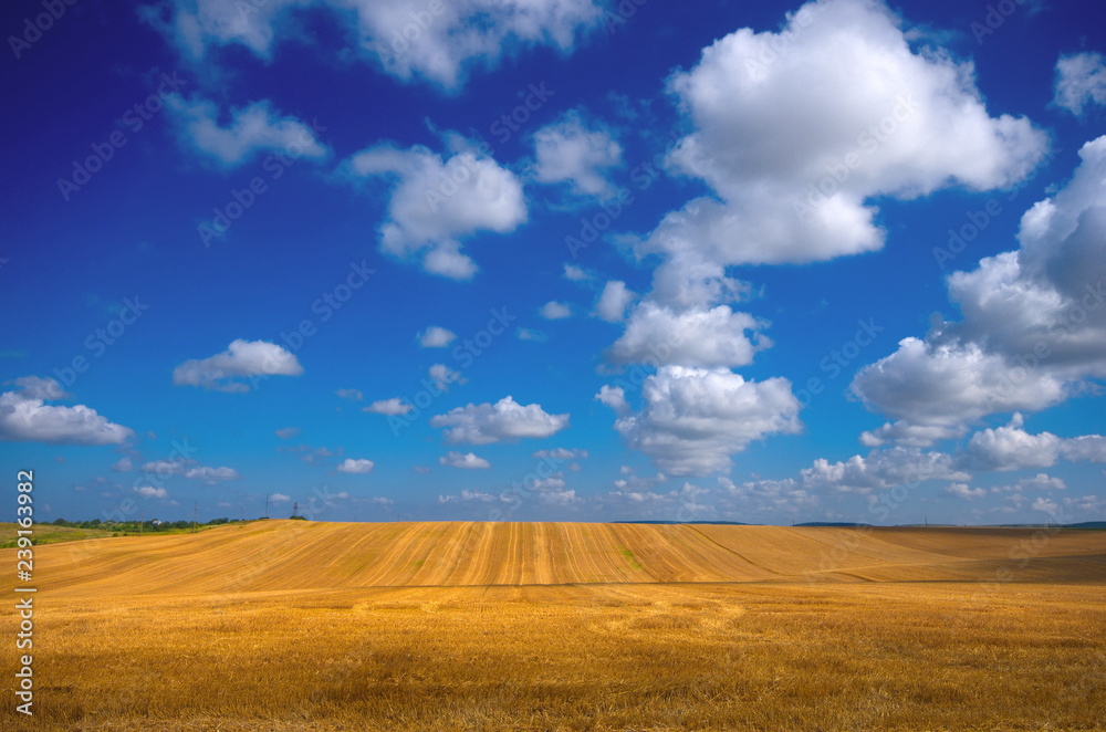Big yellow field after harvesting. Mowed wheat fields under beautiful blue sky and clouds at summer sunny day.