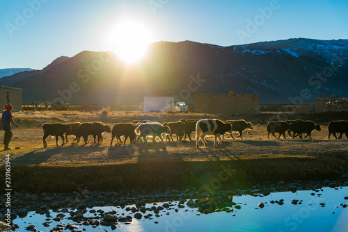 View of Mongolian woman drive the herd of cattle to her house in the evening