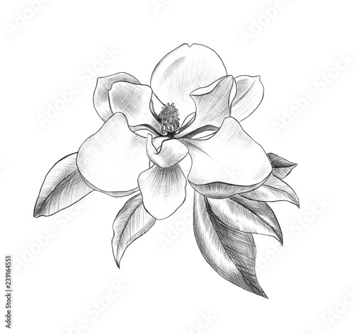 flower of magnolia, penci hand art, graphic design element for postcard, polygraphy, wedding invitation © katedeepomania