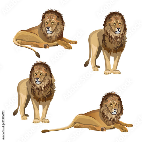 Lion set vector