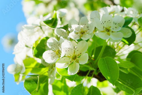 Spring flower on tree background. Apple blossom petals with beauty bokeh.