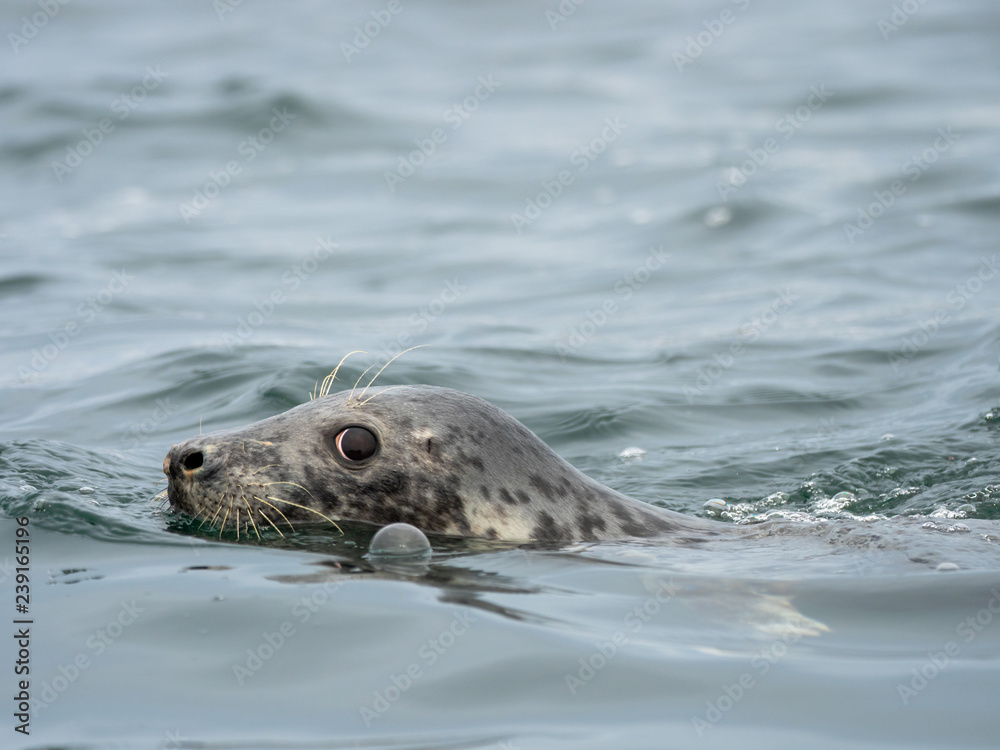 Obraz premium Common Seal or Harbour Seal in the Sea.