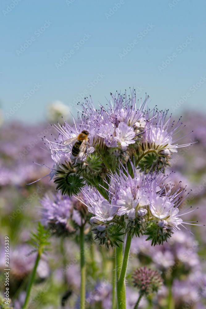 Phacelia