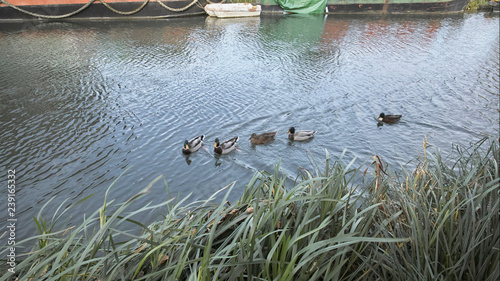 Narrow boats, ducks and reeds on the Kennet and Avon Canal