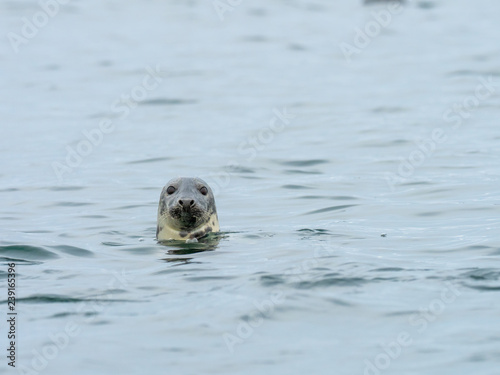 Common Seal or Harbour Seal in the Sea.
