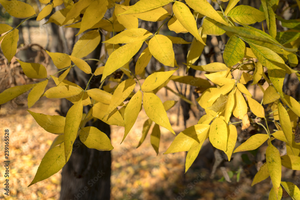 Fototapeta premium Autumn landscape park. Fall tree leaves background.