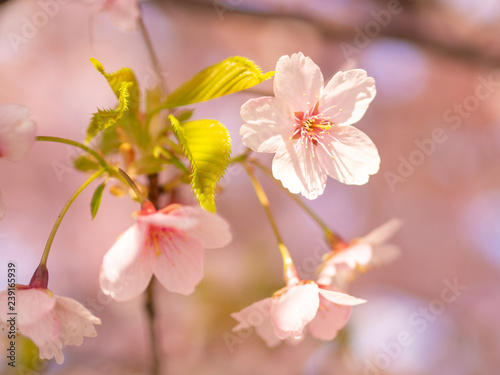 春桜