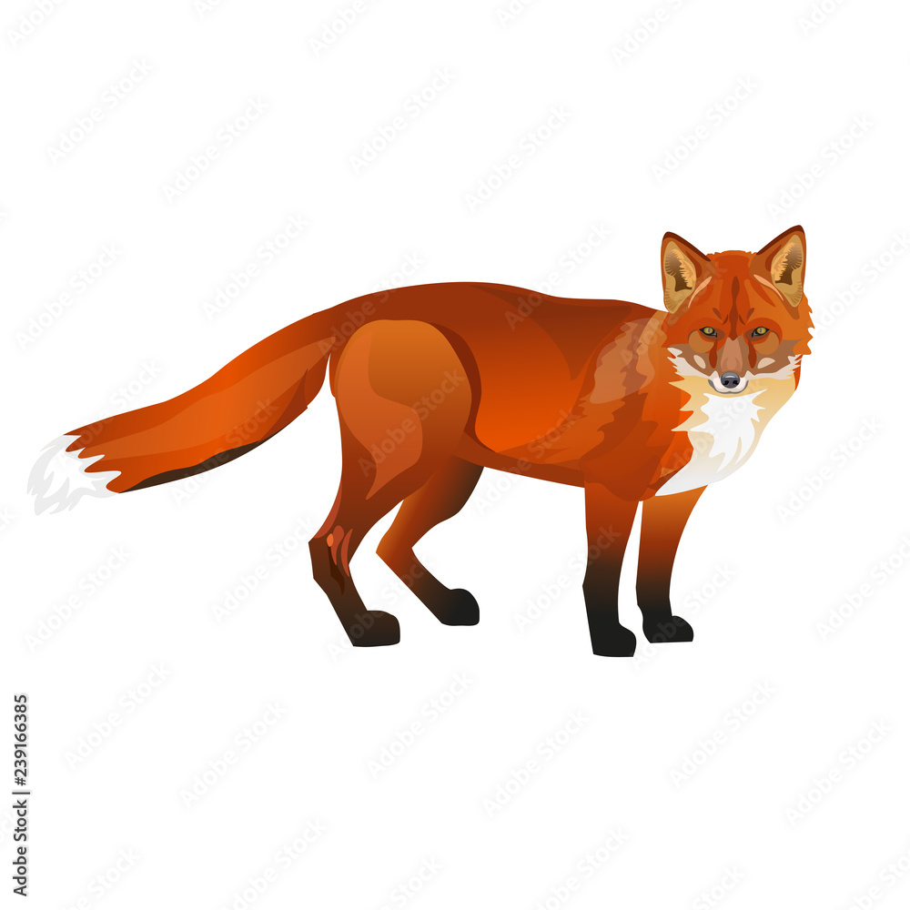 Standing red fox. Standing red fox.