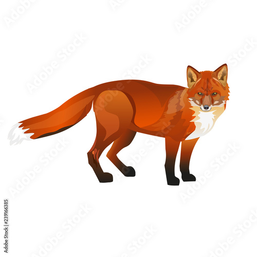 Standing red fox.
