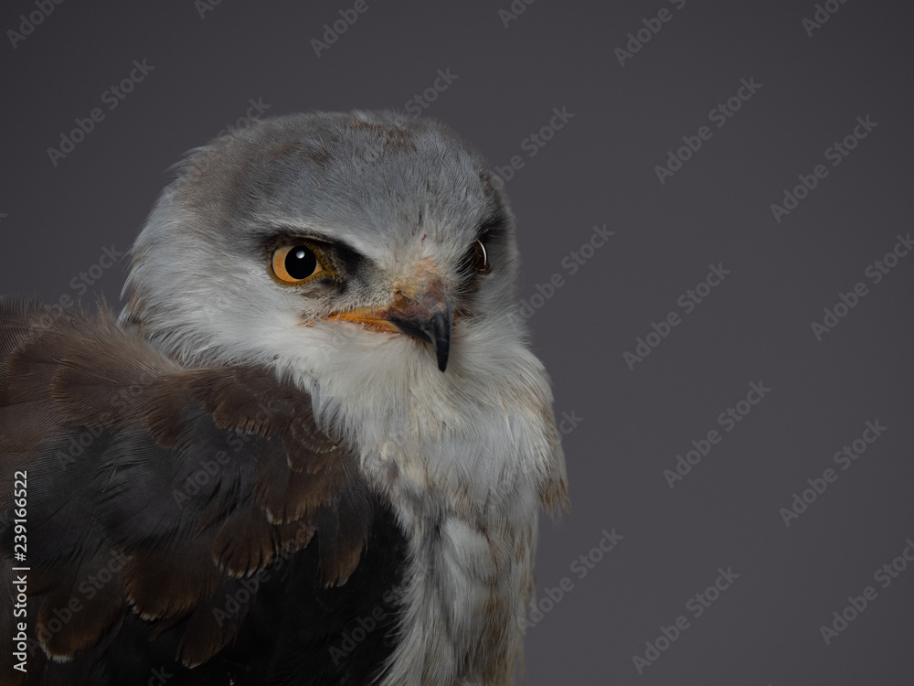 Black-shouldered kite - PC097745.by Ed Steenhoek with Olympus Black-shouldered kite - PC097745.by Ed Steenhoek with Olympus