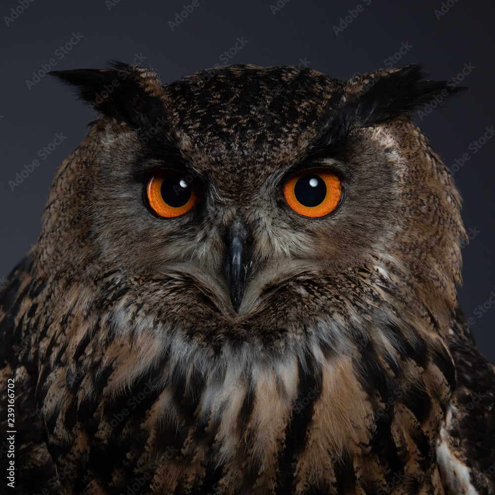 Fototapeta premium Bengal eagle-owl - PC097776