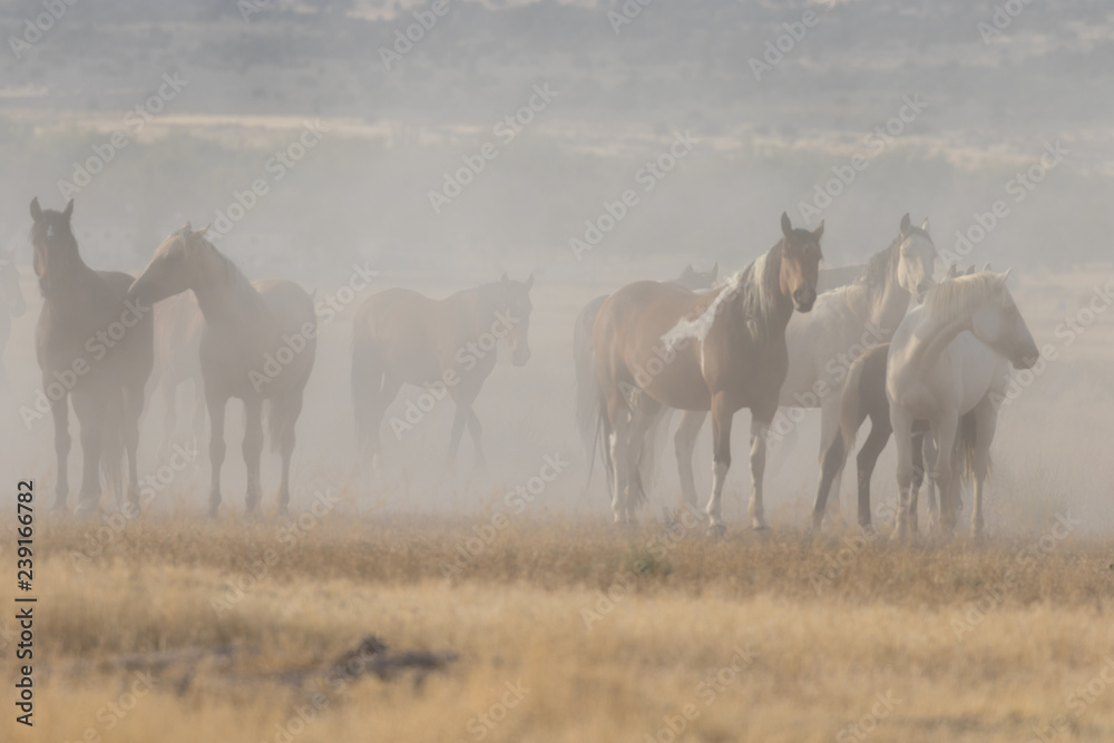 Obraz premium Herd of Wild Horses in the Utah Desert