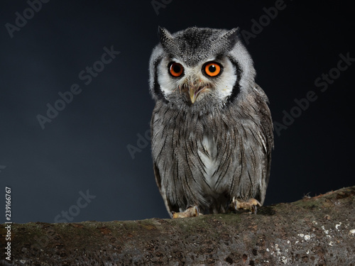Northern white-faced owl - PC098238