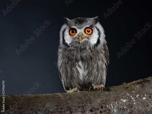 Northern white-faced owl - PC098240