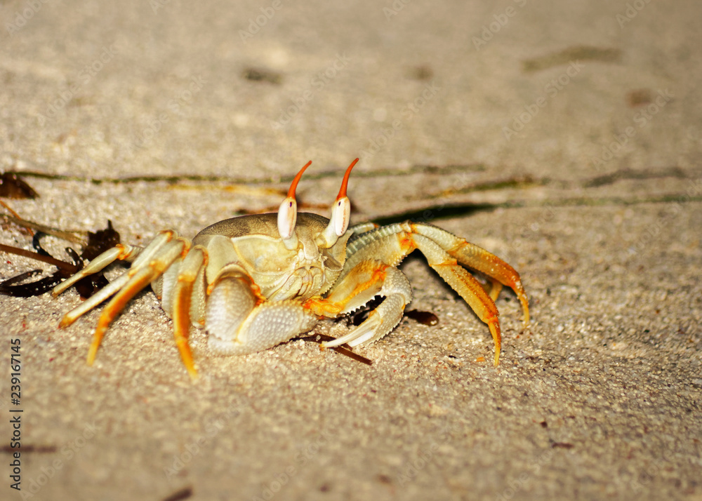Close-up of a colorful rider crab (Ocypode ceratophthalmus) on the beach, shot with light source - Location: Seychelles