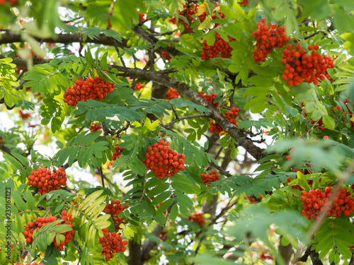 Photography Sorbus aucuparia (rowan or mountain-ash) tree with ornge berries growing on it