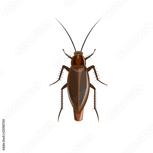 German cockroach vector