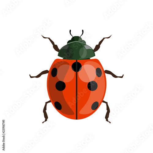 Ladybug (ladybird) vector © Hennadii