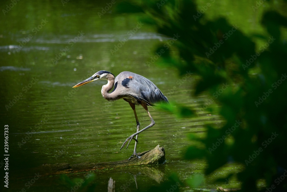 Fototapeta premium Great Blue Heron