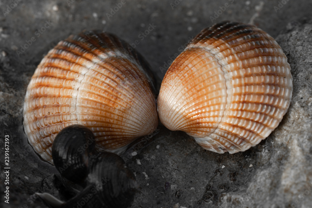Herzmuschel am Strand Herzmuschel am Strand