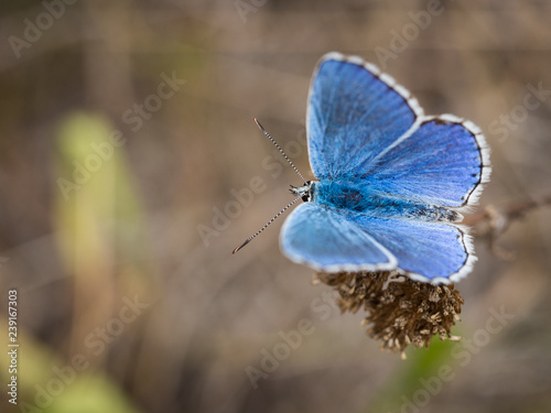 The Adonis blue (Polyommatus bellargus) butterfly in the family Lycaenidae