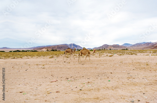 Camels in the Jordanian desert.