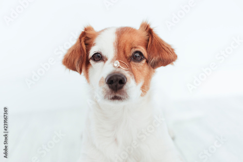cute small dog with a weeding ring on his head. Wedding concept.Pets indoors