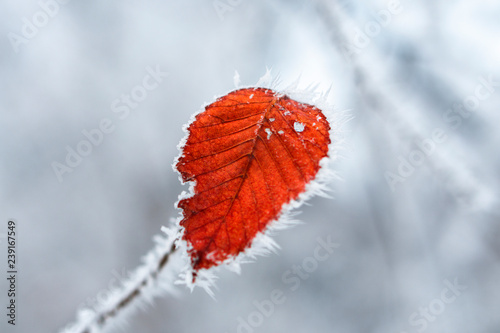 Hoarfrost on leaves in snowing in winter garden. Frozen branch with snow flakes background.