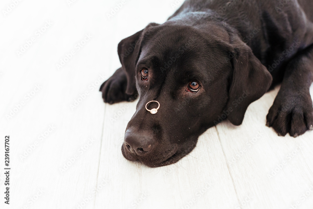 black labrador dog with a weeding ring on his head. Wedding concept.Pets indoors black labrador dog with a weeding ring on his head. Wedding concept.Pets indoors