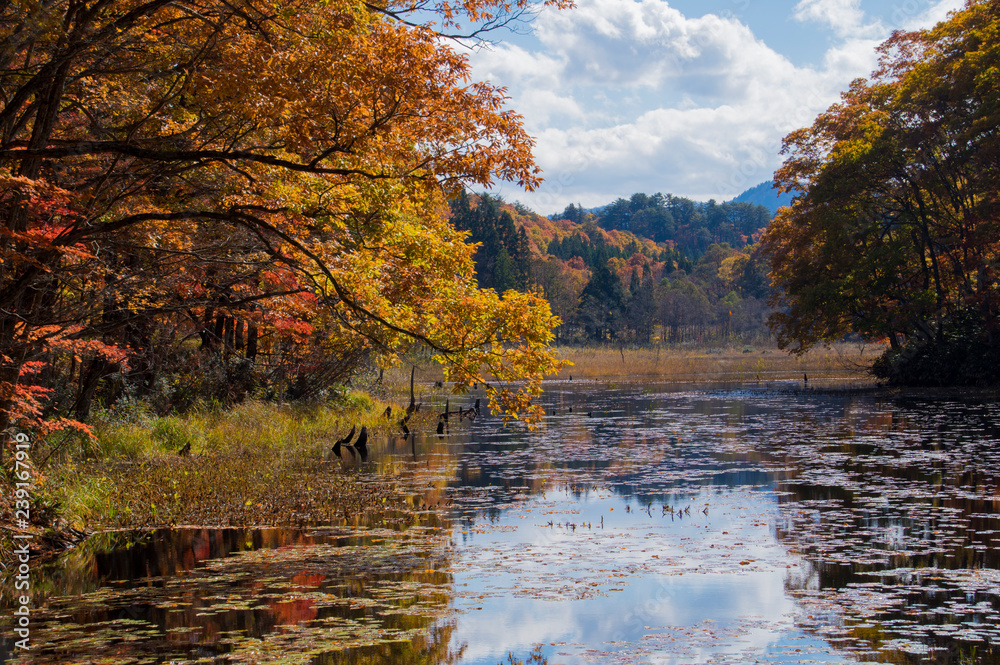 Obraz premium 紅葉の矢ノ原湿原