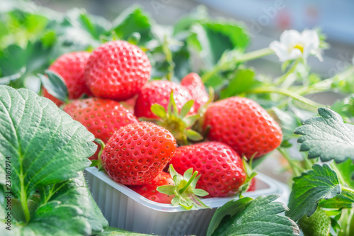 fresh strawberries in the garden