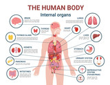 Human Body Internal Organs and Parts Info Poster