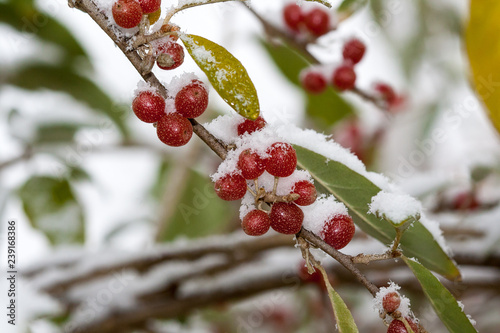 Ripe Autumn Olive Berries (Elaeagnus Umbellata) growing on a branch are under snow. oleaster