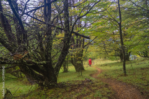 national park Cerro Castilloe. austral highway, chile, XI region of Aysen. Patagonia photo