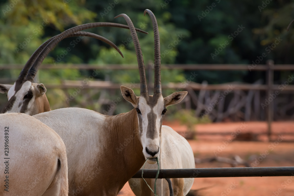 Scimitar-Horned Oryx (Oryx dammah) eating grass And going for a walking. Scimitar-Horned Oryx (Oryx dammah) eating grass And going for a walking.