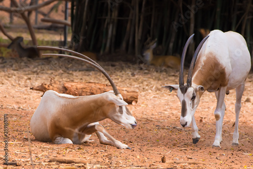 Scimitar-Horned Oryx (Oryx dammah) eating grass And going for a walking. photo