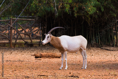 Scimitar-Horned Oryx (Oryx dammah) eating grass And going for a walking.