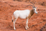 Scimitar-Horned Oryx (Oryx dammah) eating grass And going for a walking.