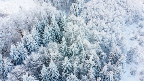 Aerial view of the forest at winter.